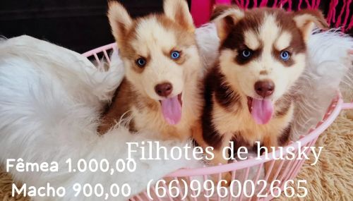 Filhotes puro sangue Husky Siberiano 