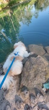 Cachorro Shih Tzu Fofo para Adoção