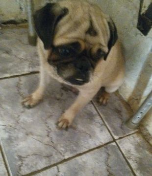 Pug macho 