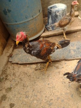 Frango índio 