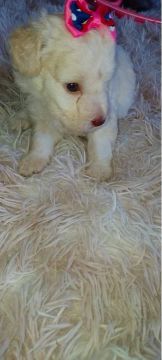 Filhotes de poodle toy 