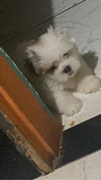 Shitzu 2 mês 