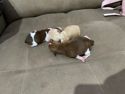 VENDO Filhote Pinscher 