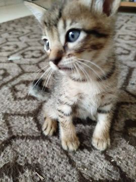 Gatinho fofo para adoção