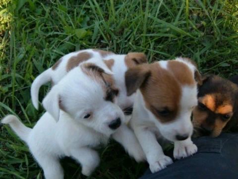 Filhote de Jack Russel para famílias ativas 
