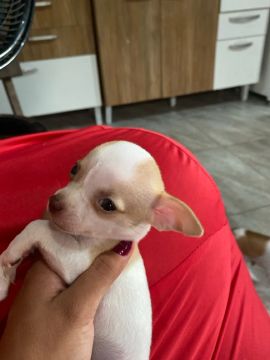 Chihuahua pelo curto porte pequeno