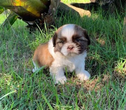Filhotes Shih Tzu /adestrados no tapete higiênico/garantia/ pedigree 