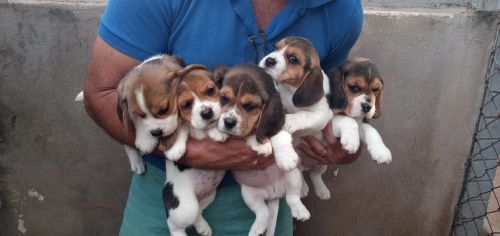 Filhotes Beagle