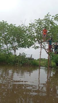Sítio com área verde e pomar