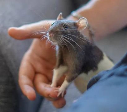 Rato Twister Doméstico - Amigável e Carinhoso