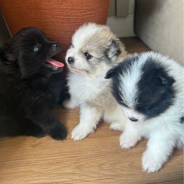 Filhotes de cachorro - Lindos e saudáveis LULU DA POMERANEA ANAO
