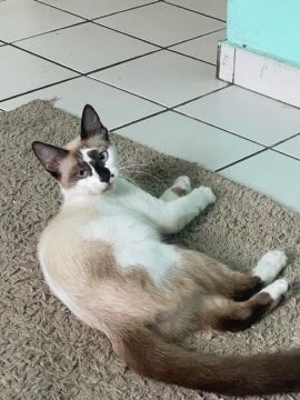 Gatinha disponível para adoção