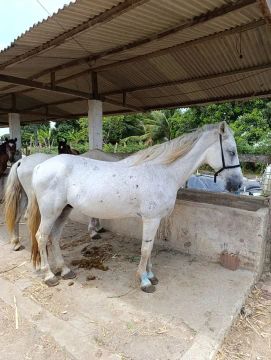 Cavalo Mangalarga 
