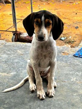 Cachorra da raça Americana 