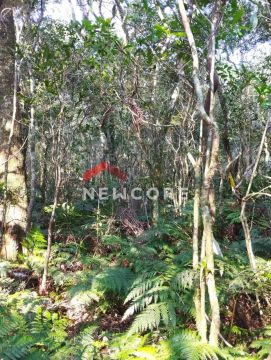 Lote em Quadra 8 - Alpes - São Francisco de Paula/RS