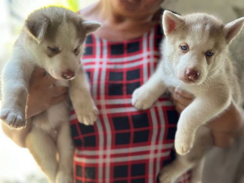 Dois filhotes Husky Siberiano