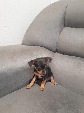 Filhote Pinscher macho