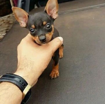  Pinscher Miniatura filhotes.