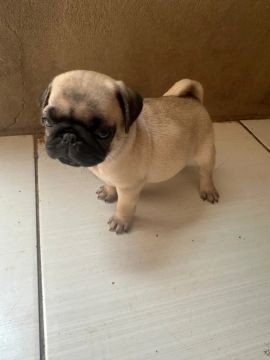 Filhote de pug macho e fêmea 