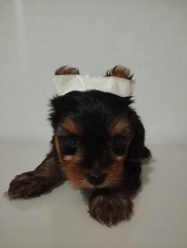 Yorkshire Terrier Filhote fêmea  super pequena  