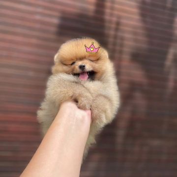 Lulu da Pomerânia Fêmea Lindíssima
