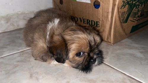Filhote Shih Tzu