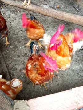 Frangos em ótimo estado!