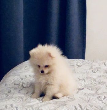 Spitz Alemão - Pequeno, Charmoso e Brincalhão!