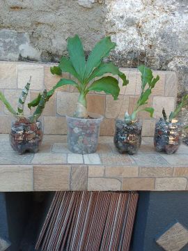 Orquídea: Kit.4 Catasetuns Cernuns