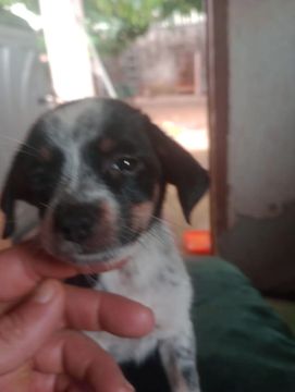 Pinscher fêmea 
