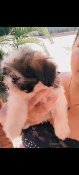 Shih Tzu  macho .(Fofo 2 meses )