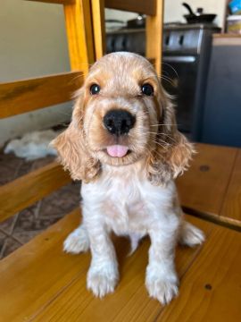 Cocker Spaniel Inglês 