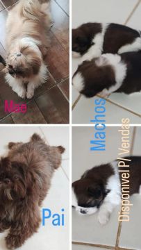 Filhotes Shih Tzu puros
