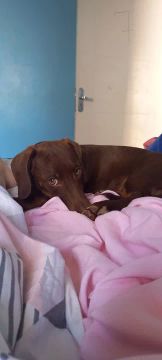 Dachshund jovem disponível para adoção!
