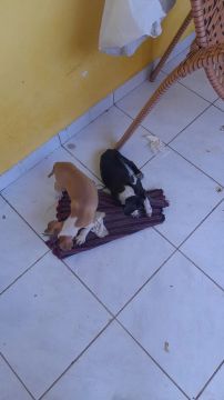 Dois filhotes fofinhos para adoção