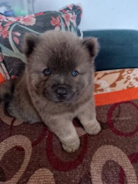 Filhote Chow-Chow Cinza