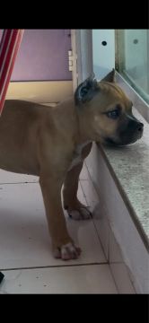 Vendo filhote de American Bully porte médio 