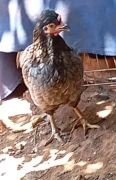 Galinha galizel grande de topete 