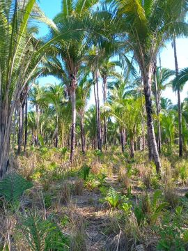Fazenda à venda - 43 hectares em Fortuna/MA, às margens do Rio Itapecuru!