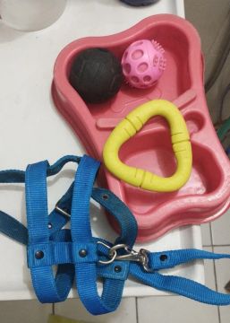Coleira e Acessórios para Cães e brinquedos, comedouro 
