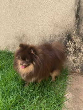 Spitz Alemão Anão - Lulu da Palmerânia PEDIGREE CBKC