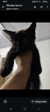 Gatinhas para adoção disponíveis 