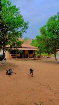 Fazenda São Vicente Urucânia MG