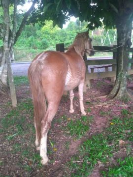 Cavalo manso 