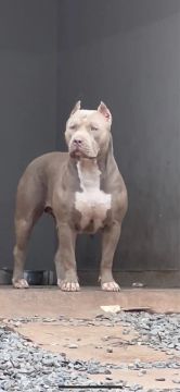Filhotes Pitmonster, Pitbull ?oversize?, Bully XL
