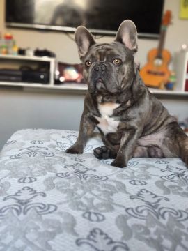 Buldogue Cobertura 
