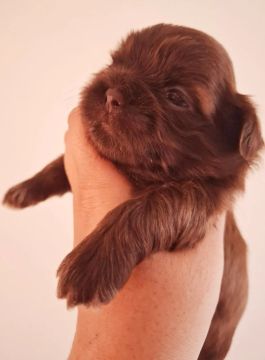 Filhote Shih Tzu 
