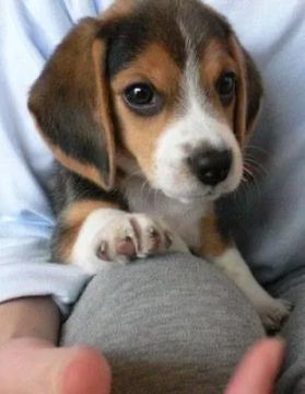 Beagle: Energia, Alegria e Companheirismo em um Só Filhote!