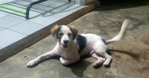 Cachorro de 7 meses para adoção