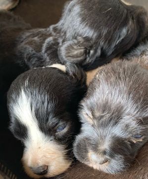 Filhotes de Poodle e Pinscher